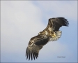 White-tailed-Eagle;White-tailed-Sea-Eagle;Sea-Eagle;Haliaeetus-albicilla;Japan;b